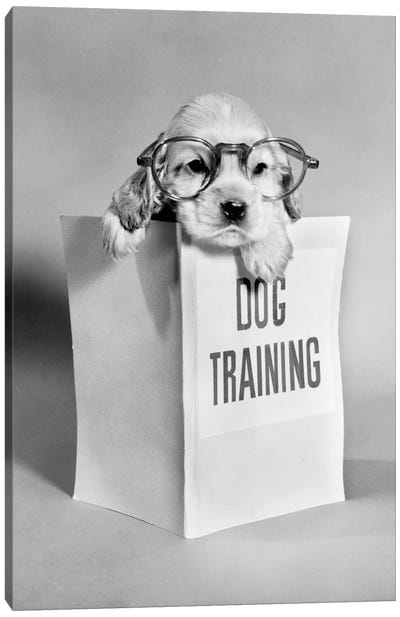 1950s Cocker Spaniel Puppy Wearing Glasses With Paws Over Dog Training Manual Canvas Art Print - Pet Mom