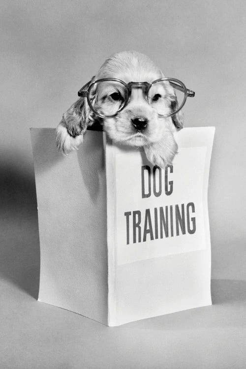 1950s Cocker Spaniel Puppy Wearing Glasses With Paws Over Dog Training Manual