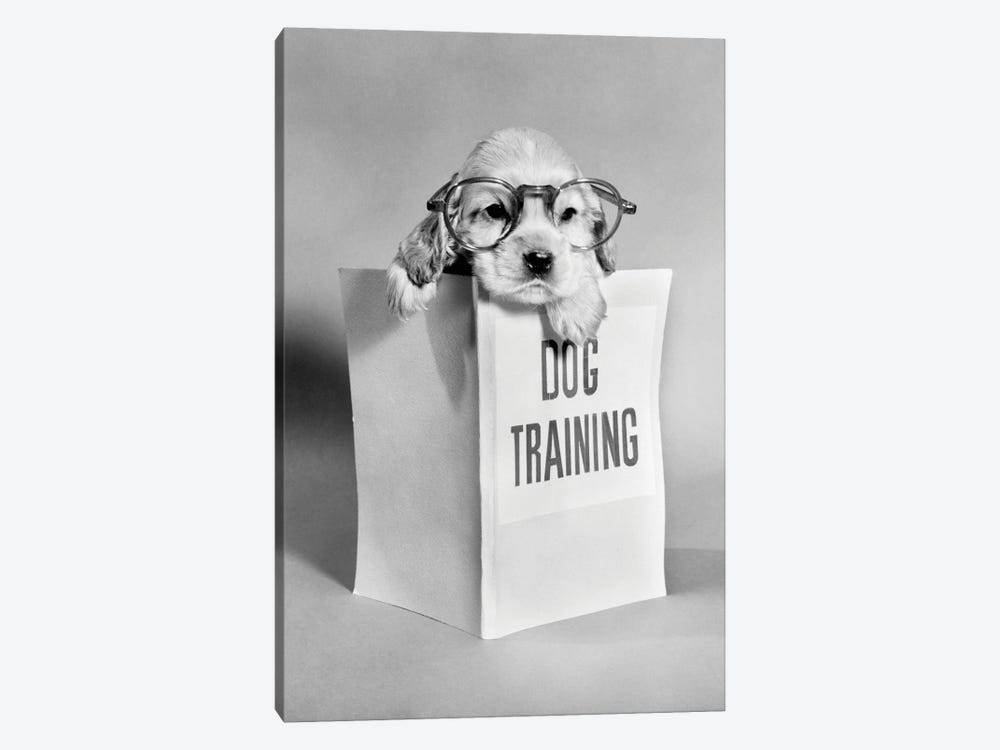 1950s Cocker Spaniel Puppy Wearing Glasses With Paws Over Dog Training Manual by Vintage Images 1-piece Art Print