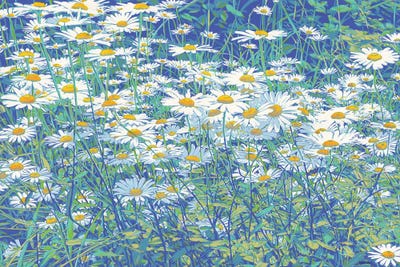Daisy Flowers In A Field by Vitali Komarov framed wall art