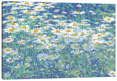 Daisy Flowers In A Field Canvas Art Print - Daisy Art