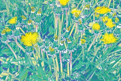 Dandelions In A Meadow by Vitali Komarov art print