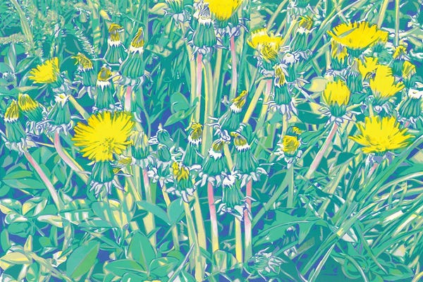 Dandelions In A Meadow