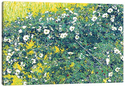 Wild Rose In A Field Canvas Art Print - Vitali Komarov