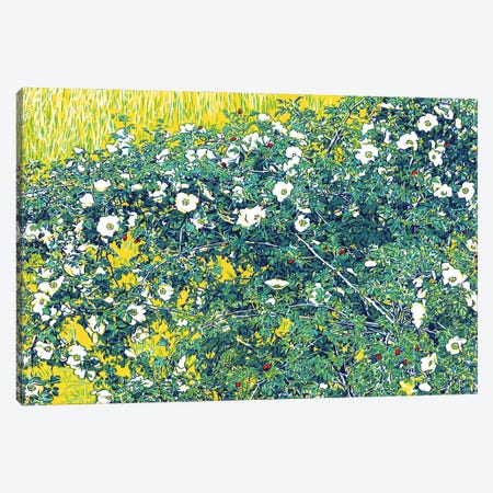 Wild Rose In A Field Canvas Print #VTK154} by Vitali Komarov Canvas Art Print