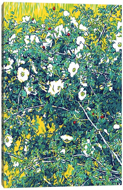 Wild Rose Canvas Art Print - Vitali Komarov