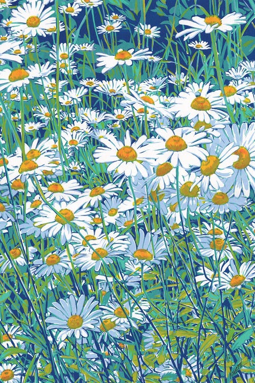 Daisy Field