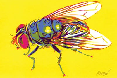 Flies