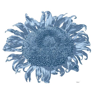 Black And White Sunflower by Vitali Komarov canvas print