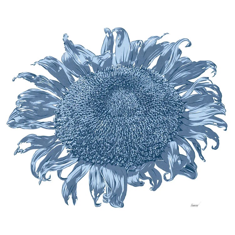 Black And White Sunflower