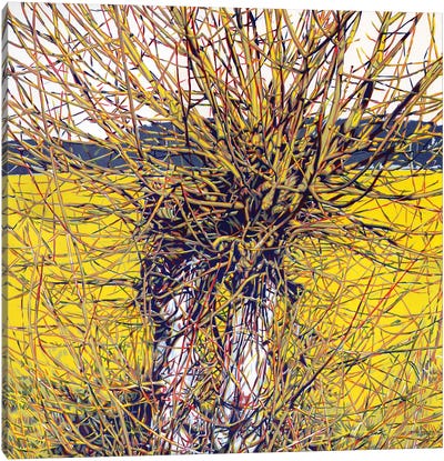 Old Willow Canvas Art Print - Willow Tree Art