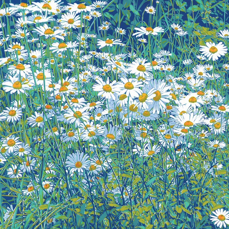 Daisy Meadow