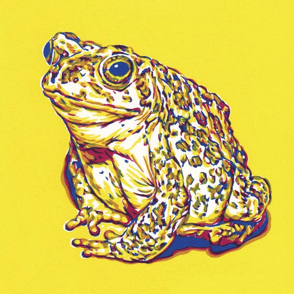 Frogs: Frog by Vitali Komarov