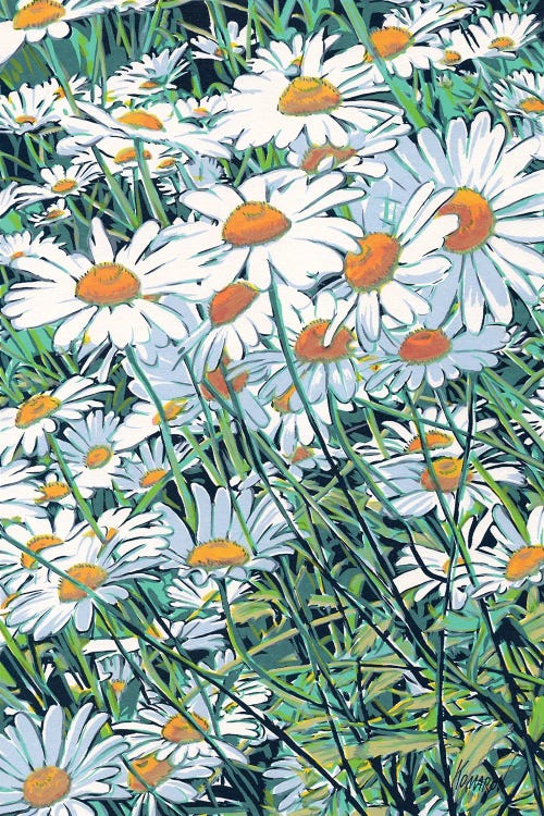 Daisy Flowers Field