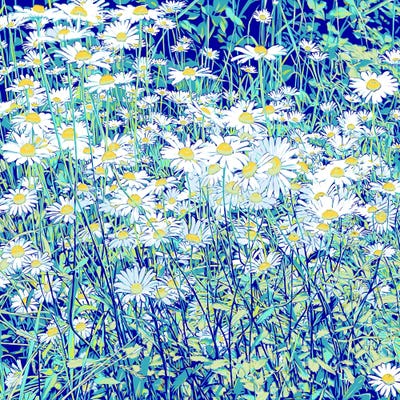 Daisies For Lovers by Vitali Komarov framed wall art