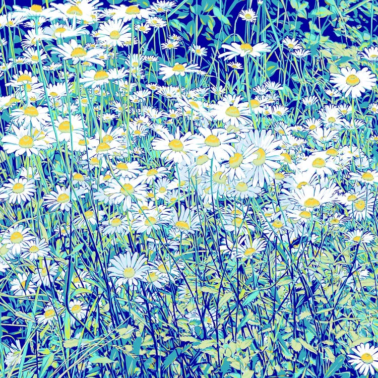 Daisies For Lovers