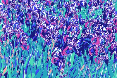 Sunny Iris Flowers by Vitali Komarov art print