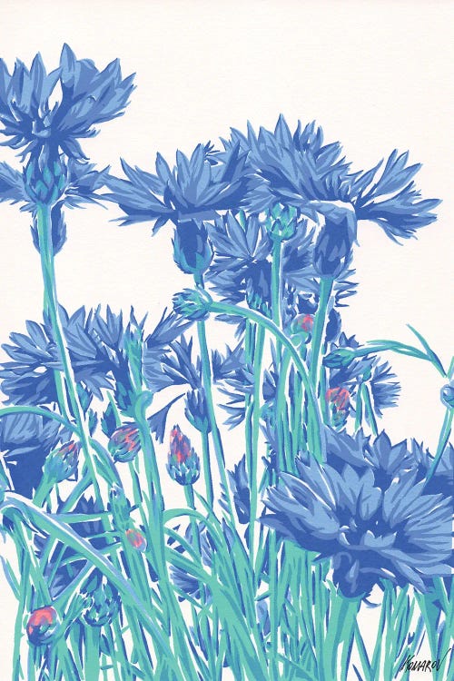 Cornflowers