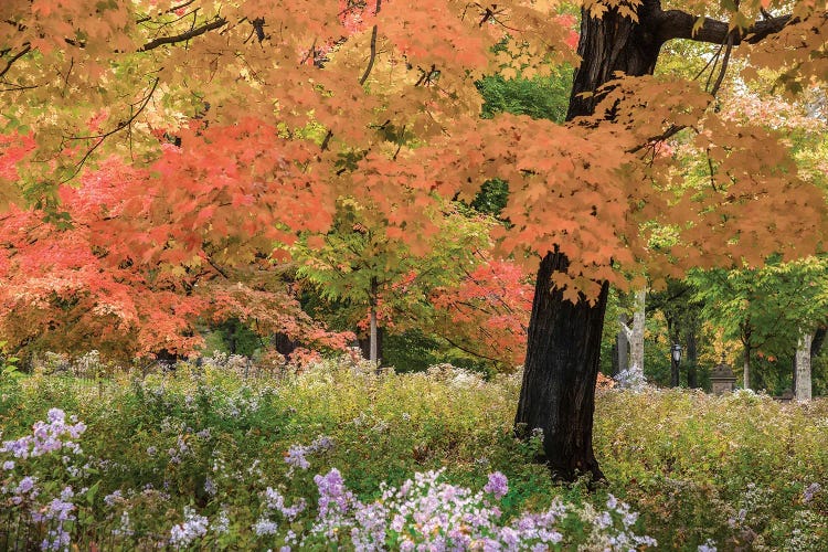 Autumn Splendor