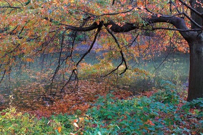 Fall Retreat by Verne Varona canvas print
