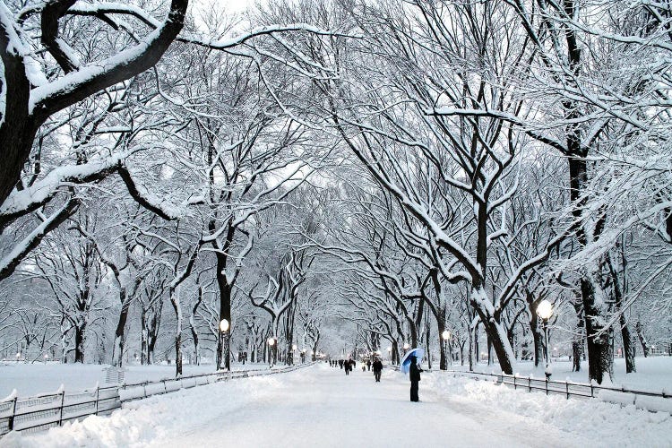 White Wonder by Verne Varona wall art