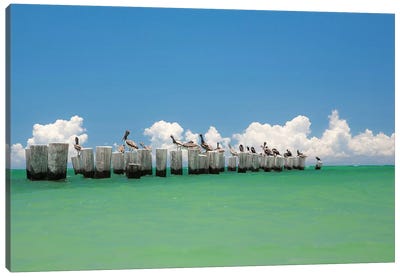 Gull Conference Canvas Art Print