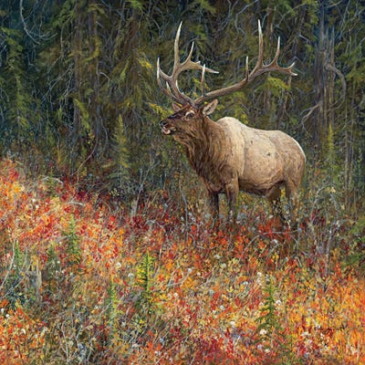 Sycamore - Canvas Prints: Dark Timber Bull by Valeria Yost