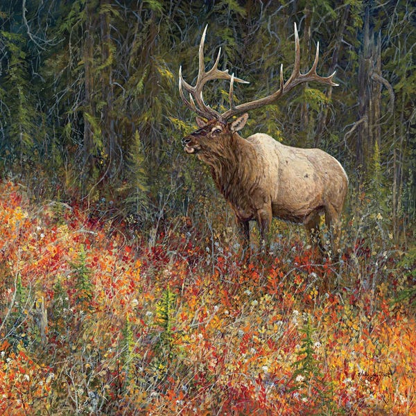 Dark Timber Bull