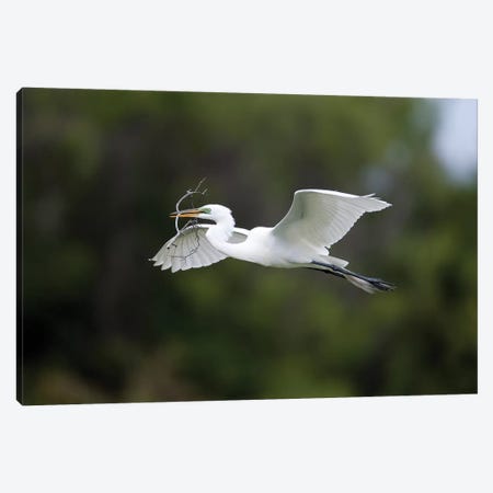 Great Egret Carrying Nesting Material, Florida Canvas Print #VZO10} by Tom Vezo Canvas Art