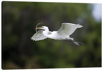 Great Egret Carrying Nesting Material, Florida Canvas Art Print - Tom Vezo