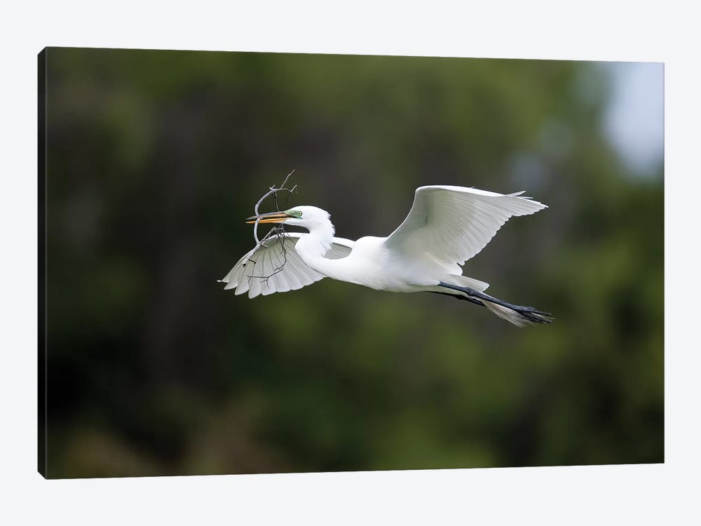 Great Egret Carrying Nesting Material, Florida 1-piece Art Print