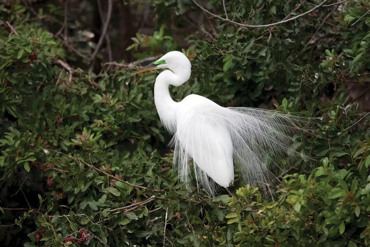 Great Egret Displaying During Courtship In Breeding Plumage, Florida