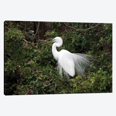 Great Egret Displaying During Courtship In Breeding Plumage, Florida Canvas Print #VZO11} by Tom Vezo Canvas Artwork