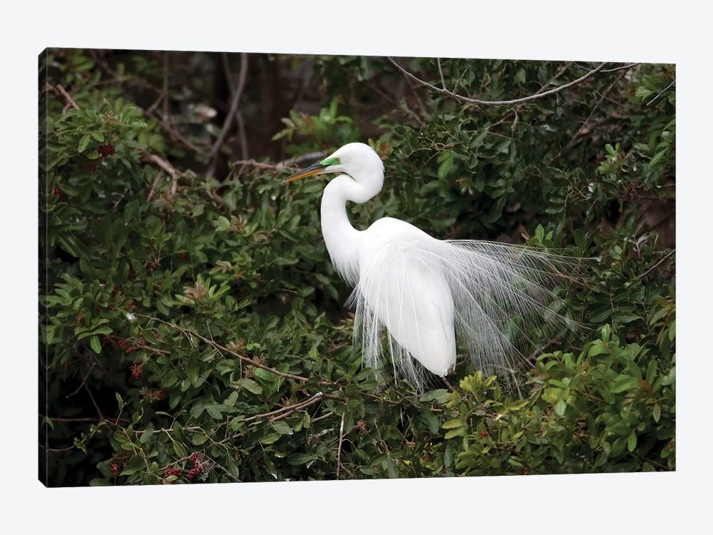 Great Egret Displaying During Courtship In Breeding Plumage, Florida by Tom Vezo 1-piece Canvas Artwork