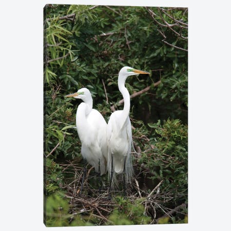 Great Egret Pair In Nest In Breeding Plumage, Florida Canvas Print #VZO12} by Tom Vezo Canvas Wall Art