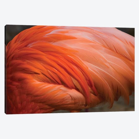 Greater Flamingo Close Up Of Feathers, San Diego Zoo, California Canvas Print #VZO13} by Tom Vezo Canvas Art