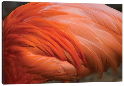 Greater Flamingo Close Up Of Feathers, San Diego Zoo, California Canvas Art Print - Tom Vezo