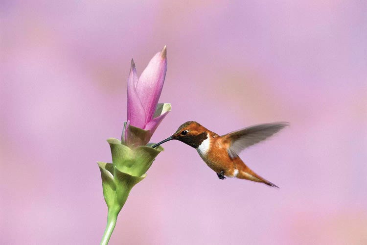 Rufous Hummingbird Male Feeding At Flower, Green Valley, Arizona