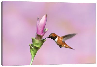 Rufous Hummingbird Male Feeding At Flower, Green Valley, Arizona Canvas Art Print - Tom Vezo