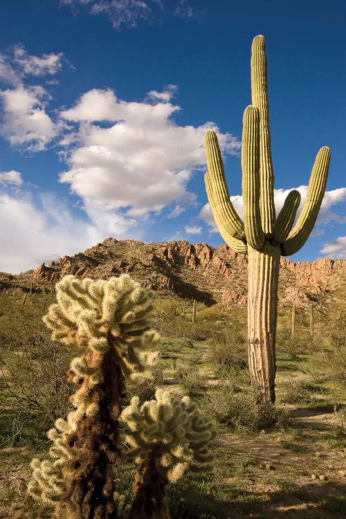 Saguaro Cactus In Desert, Arizona