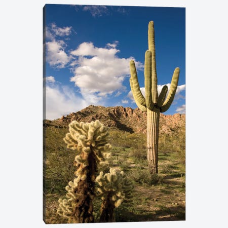 Saguaro Cactus In Desert, Arizona Canvas Print #VZO17} by Tom Vezo Canvas Print