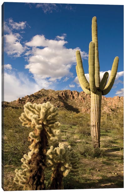 Saguaro Cactus In Desert, Arizona Canvas Art Print - Saguaro National Park