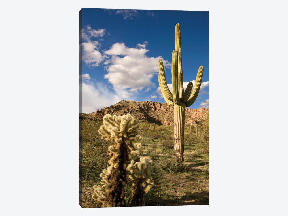 Saguaro Cactus In Desert, Arizona by Tom Vezo 1-piece Canvas Wall Art