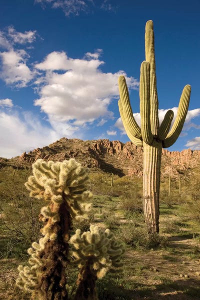 Arizona: Saguaro Cactus In Desert, Arizona by Tom Vezo