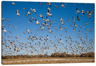 Snow Goose Flock Taking Flight, Bosque Del Apache National Wildlife Refuge, New Mexico II Canvas Art Print - Tom Vezo