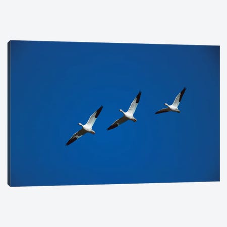 Snow Goose Trio Flying In Line Formation, Bosque Del Apache National Wildlife Refuge, New Mexico Canvas Print #VZO21} by Tom Vezo Canvas Print
