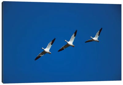 Snow Goose Trio Flying In Line Formation, Bosque Del Apache National Wildlife Refuge, New Mexico Canvas Art Print - Tom Vezo