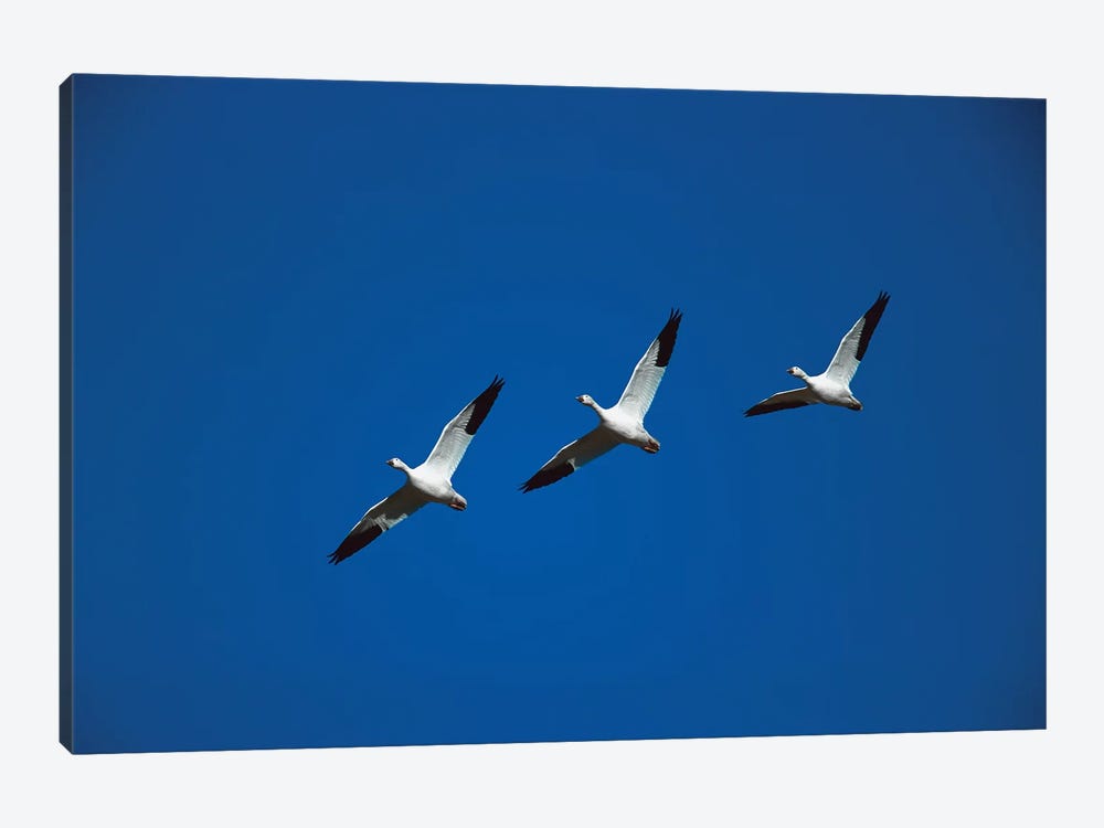 Snow Goose Trio Flying In Line Formation, Bosque Del Apache National Wildlife Refuge, New Mexico 1-piece Art Print