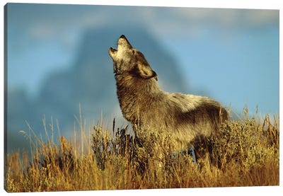 Timber Wolf Adult Howling, Teton Valley, Idaho Canvas Art Print - Idaho Art