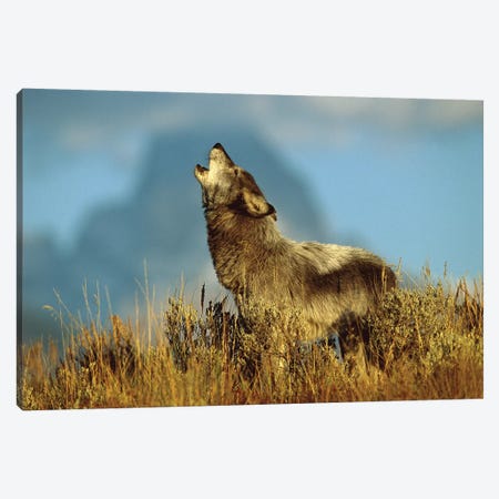 Timber Wolf Adult Howling, Teton Valley, Idaho Canvas Print #VZO22} by Tom Vezo Art Print